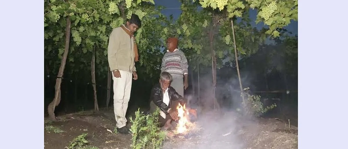 बागेमध्ये मध्यम ओलसर पालापाचोळा, लाकडे पेटवून उष्णता व धूर रात्रभर करावा.