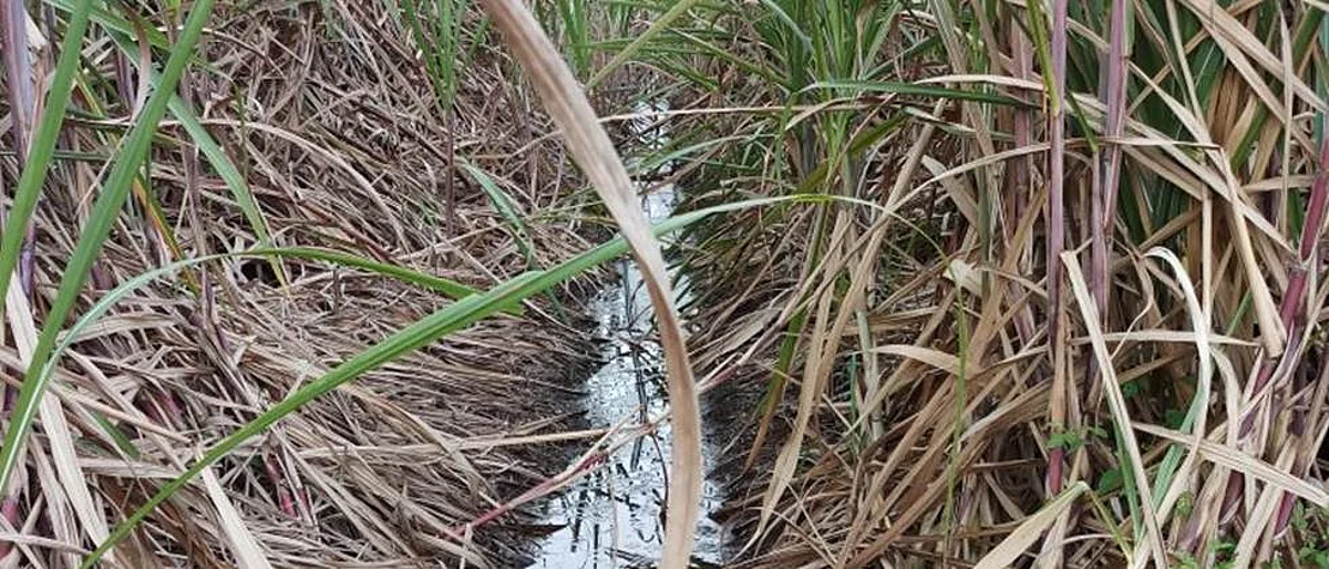 Sugarcane Trash
