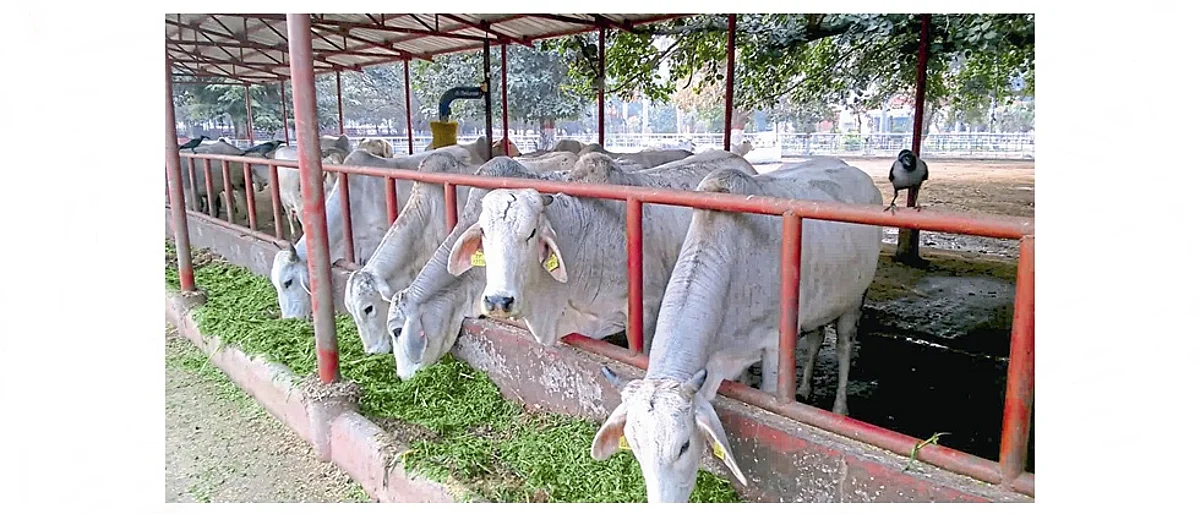 जनावरांना दररोज ताजा हिरवा चारा द्यावा.