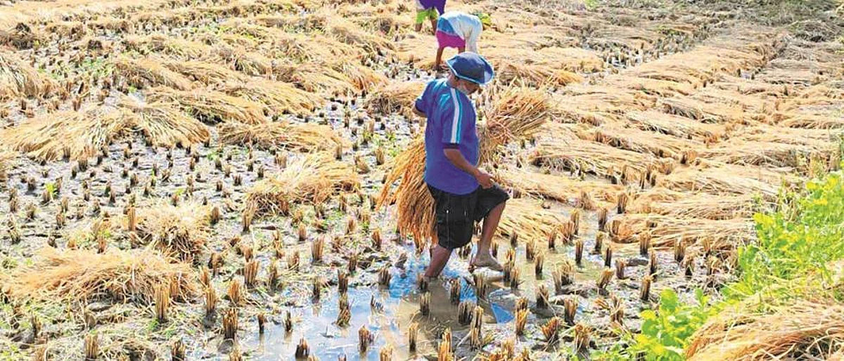 पीक पाहणीस विमा कंपनीचे प्रतिनिधी फिरकलेच नाही