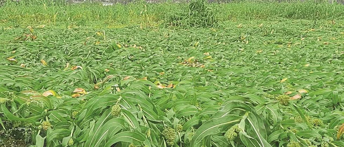 Due to rains in Satara district Major damage to rabi crops