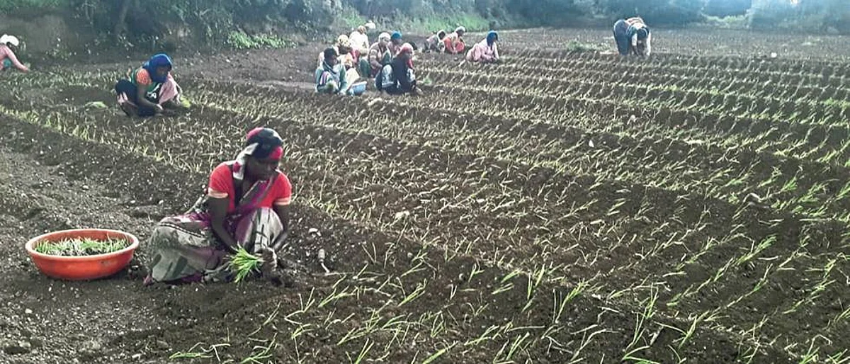 साताऱ्यात १४ हजार हेक्टरवर रब्बी कांदा