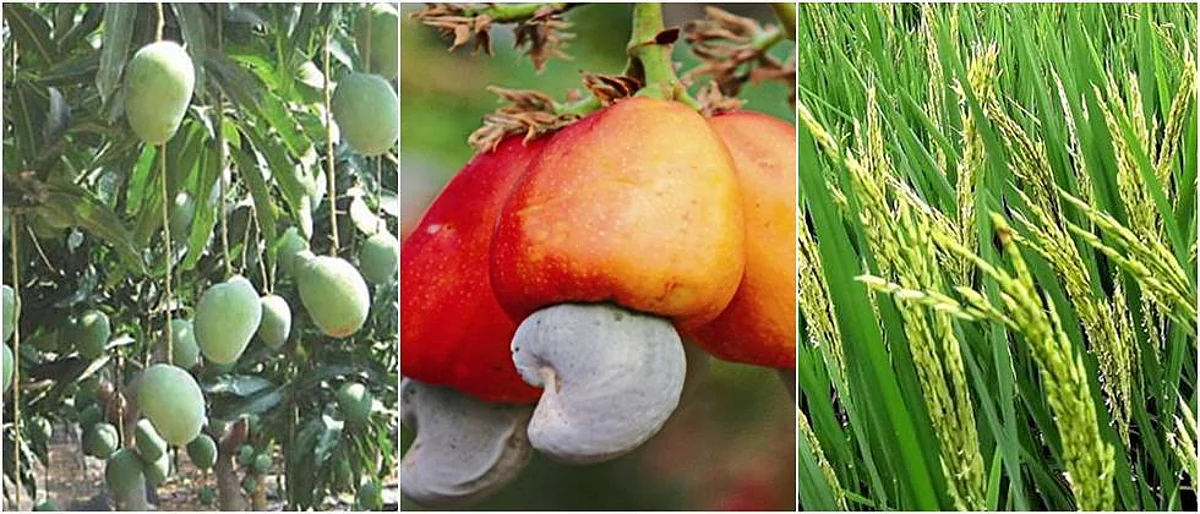 Crop Advisory