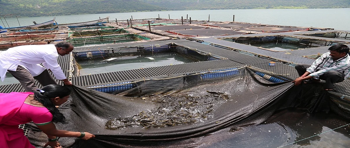Smart Fish Parlor Scheme