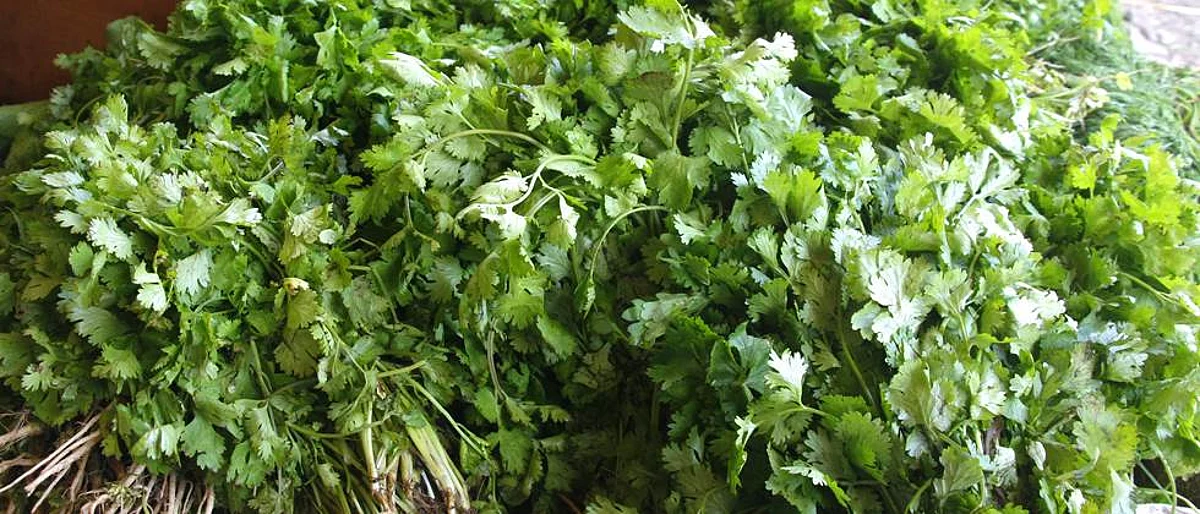Improvement in fenugreek, kothimbiri rate in Solapur