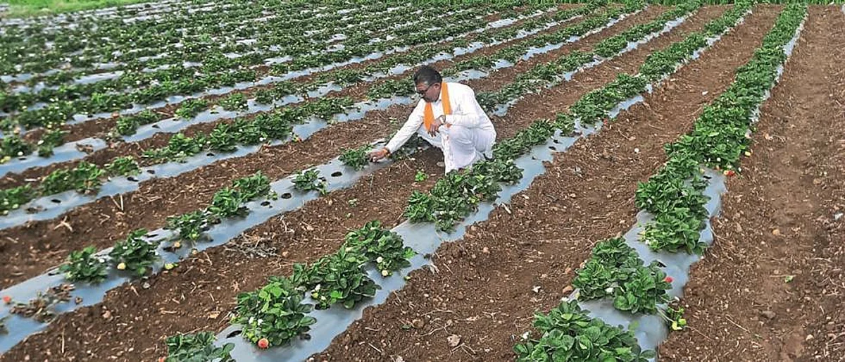 मेळघाटच्या स्ट्रॉबेरीची पर्यटकांना भुरळ