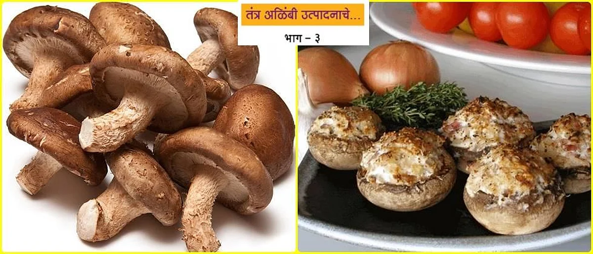 अळिंबीचे पौष्टिक, औषधी गुणधर्म अन् आहारातील महत्त्व