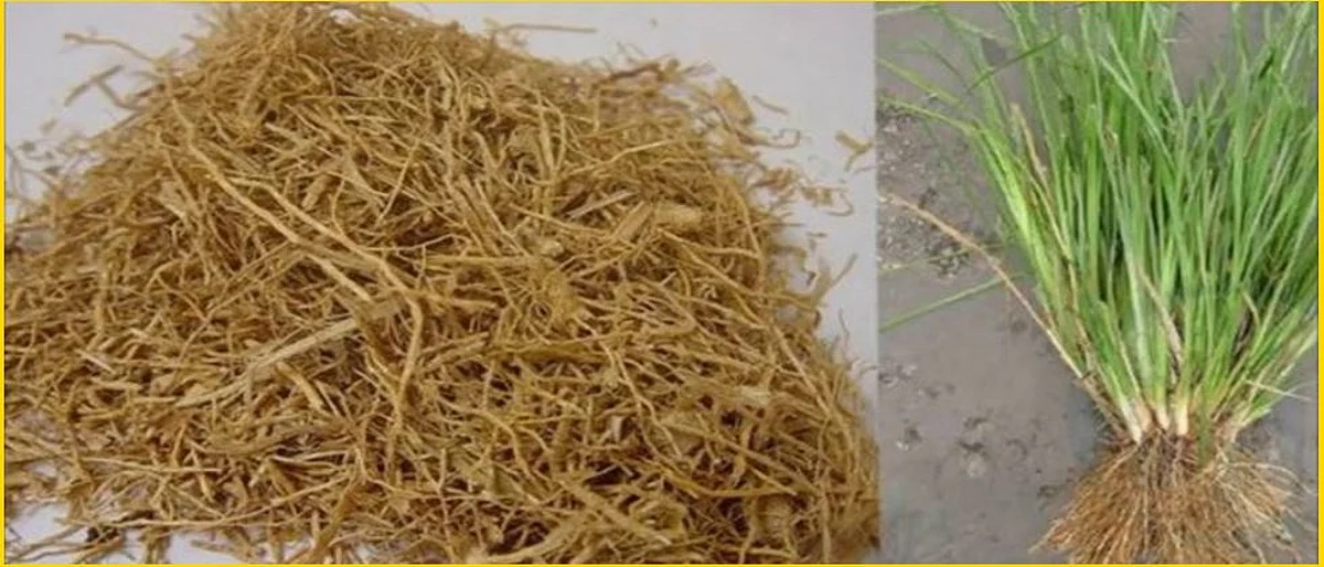 Vetiver