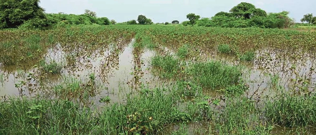 Crop loss in Solapur district at 935 crores