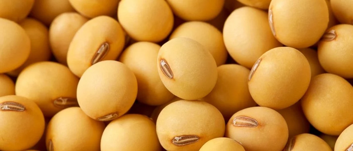 Soybean Seed Germination