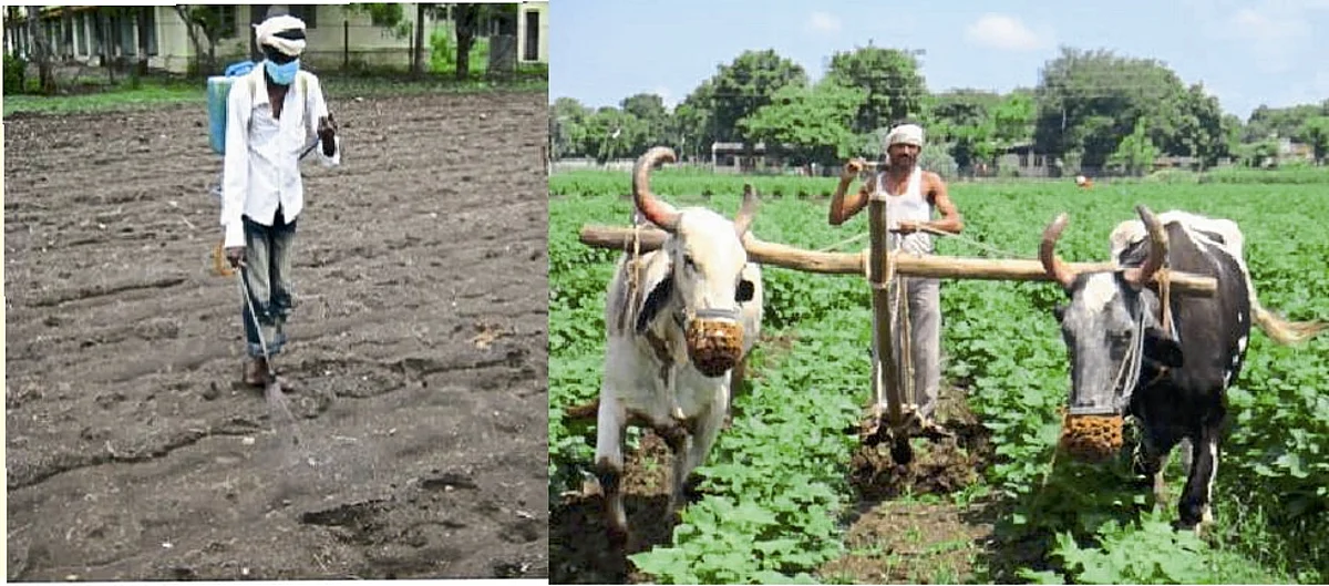 Weed Management