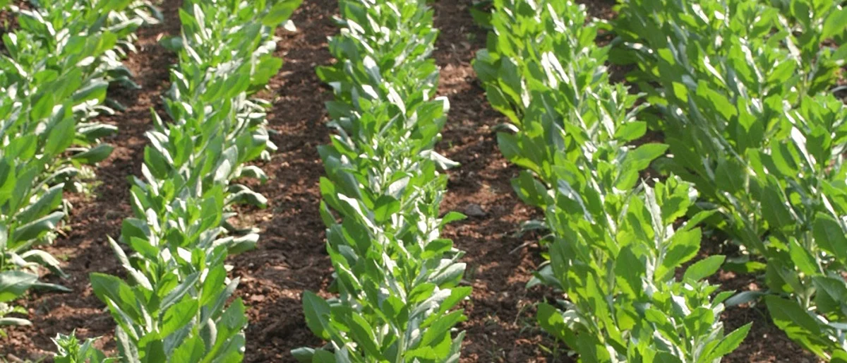 Safflower Cultivation