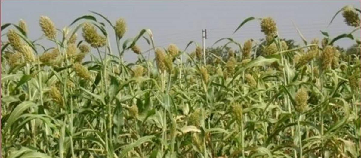Rabbi Jowar | Rabi sorghum