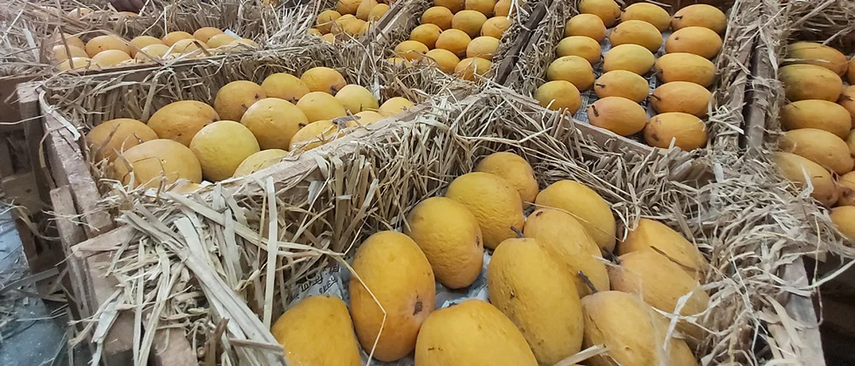 वाशीतून सव्वा सातशे टन हापूस निर्यात
