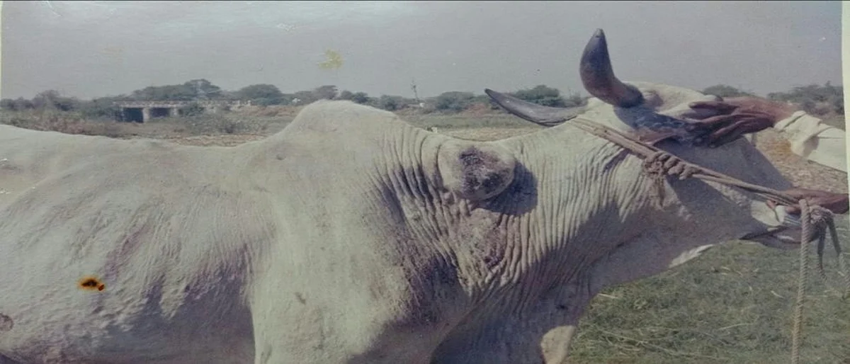 बैलामधील खांदेसूजीवर उपाययोजना