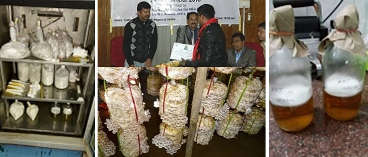 अळिंबी, स्पॉन्सच्या नावीन्यपूर्ण उत्पादन तंत्रातून उत्पन्नात वाढ