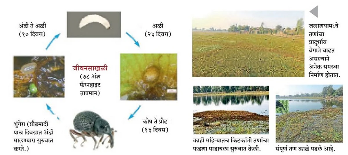 मध्य प्रदेशात जैविक नियंत्रकाद्वारे जल तणांचे यशस्वी नियंत्रण
