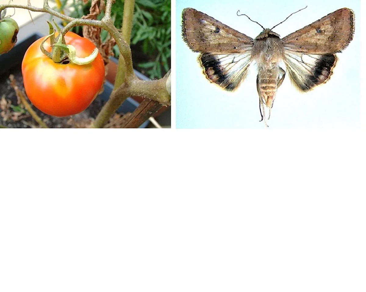 Tomato Pests