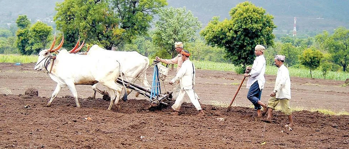 Rabbi sowing