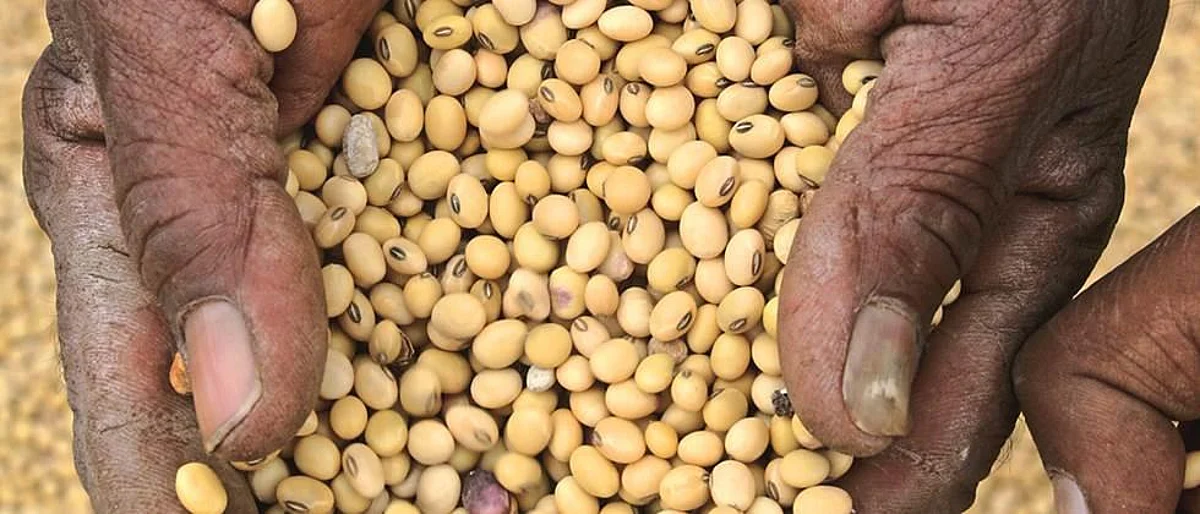 Soybean Rate