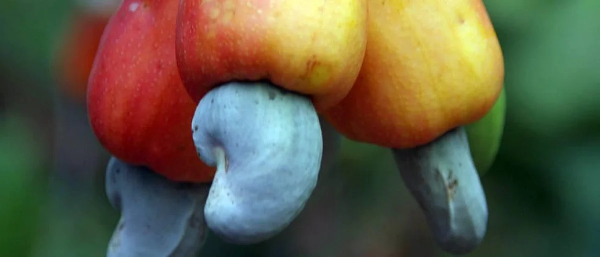 Cashew Orchard