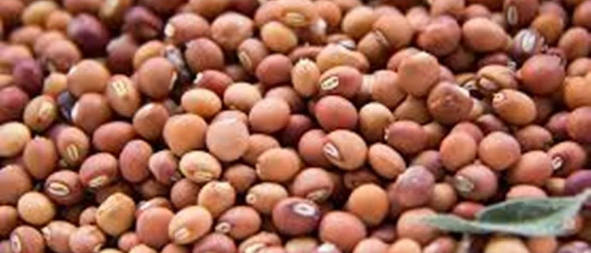 Tur Market Updtate I तूर आली बाजारी...