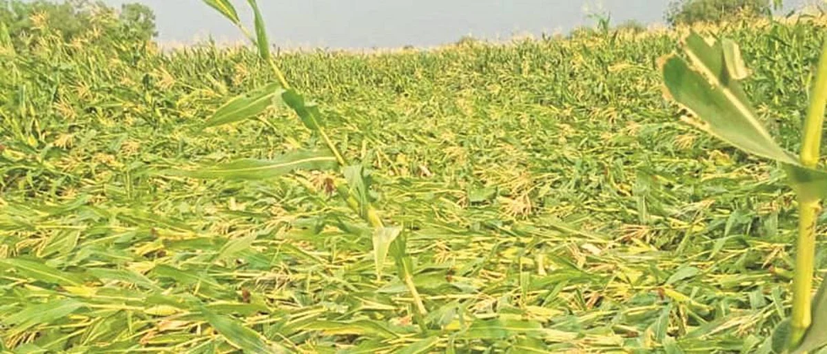 Crop Damage