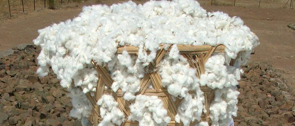 Cotton Rate