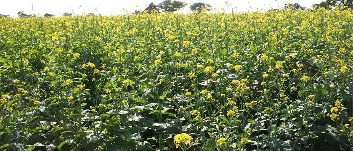 संगमनेर तालुक्यात रब्बी मोहरीचा प्रयोग