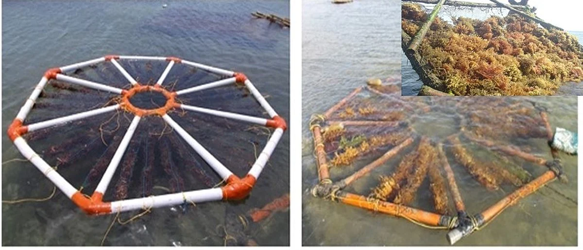 New techniques for the production of seaweed. (Photo source: CSI)