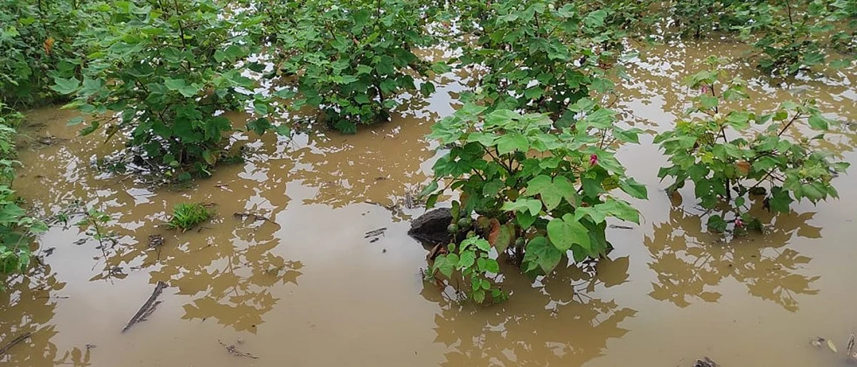 बोधेगाव परिसराला तिसऱ्यांदा अतिवृष्टीचा जोरदार तडाखा Bodhegaon area for the third time Heavy rain