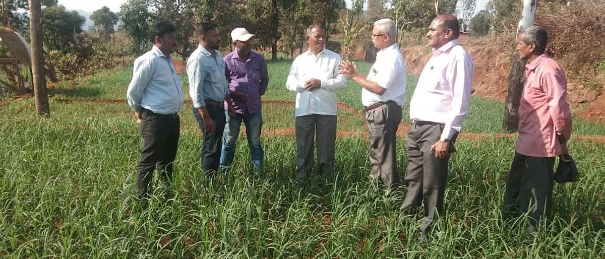 जागतिक कृषी संघटनेच्या सल्लागारांची नाचणी प्रात्यक्षिकांना भेट
