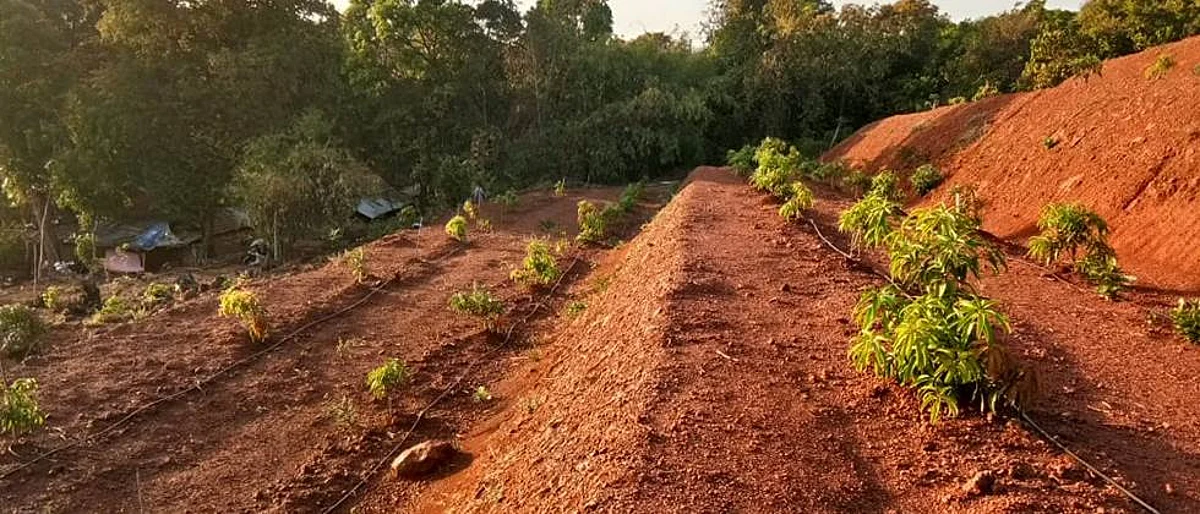 Orchards plantation
