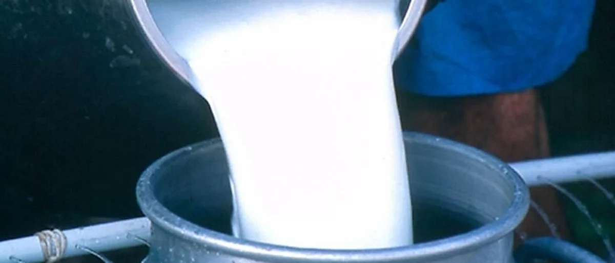 Milk