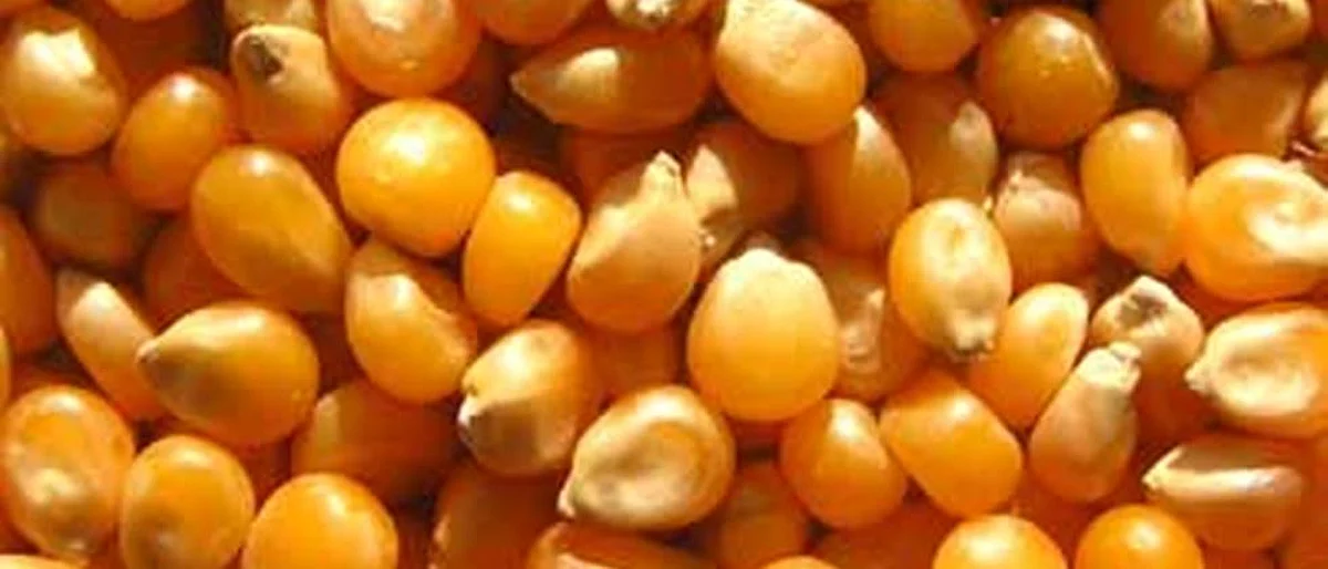Maize