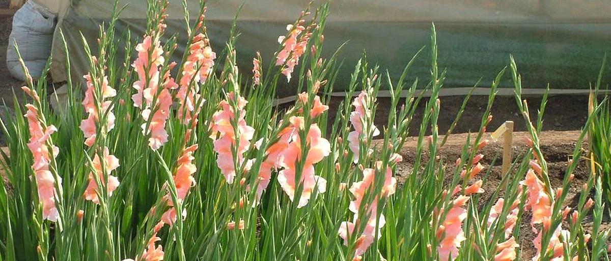 ग्लॅडिओलस लागवड