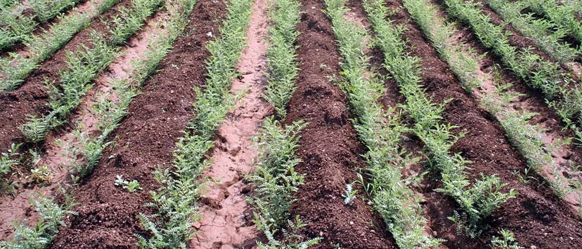 Rabbi Crop Sowing