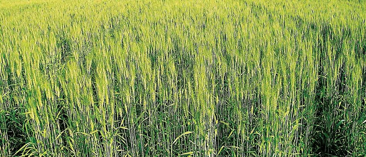 Wheat sowing