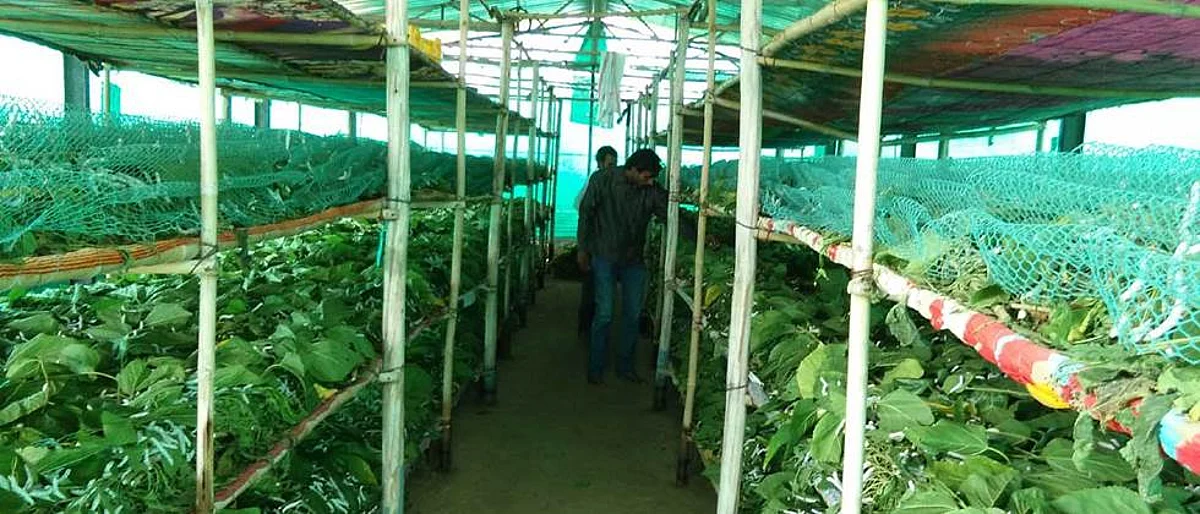 What should be a silkworm breeding house like?