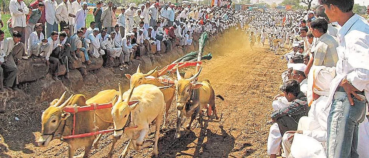बैलगाडा शर्यत