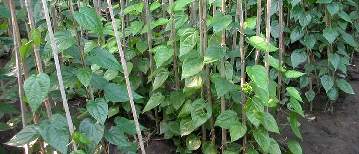 पानवेल लागवड