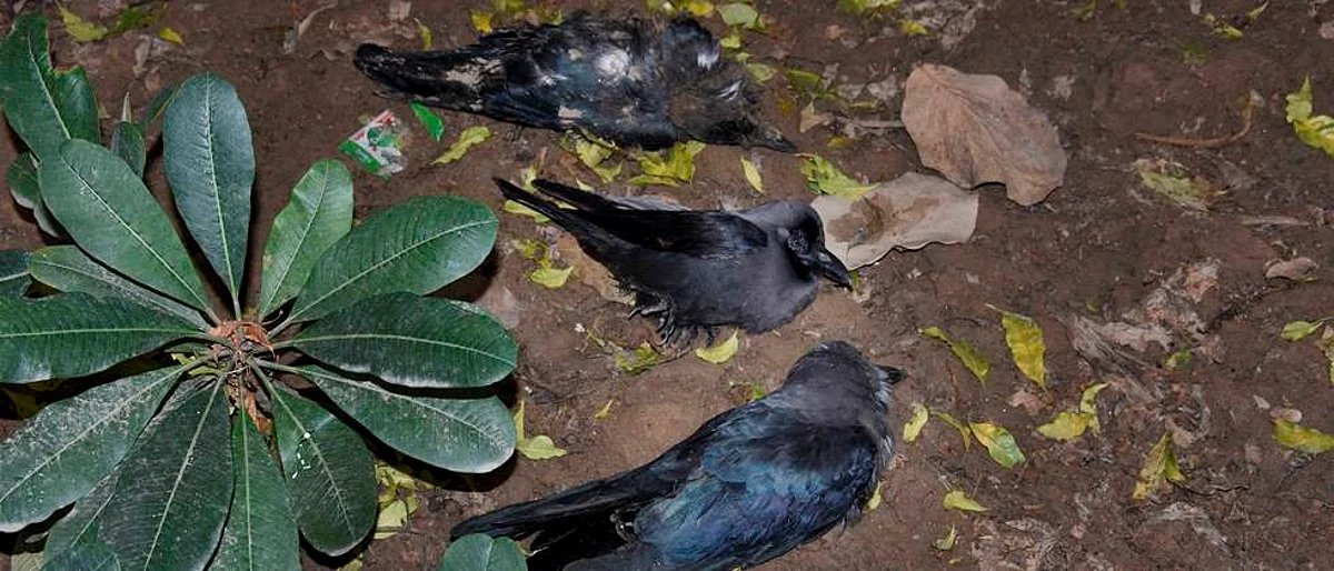 ‘बर्ड फ्लू’च्या अफवांनीच अधिक फटका