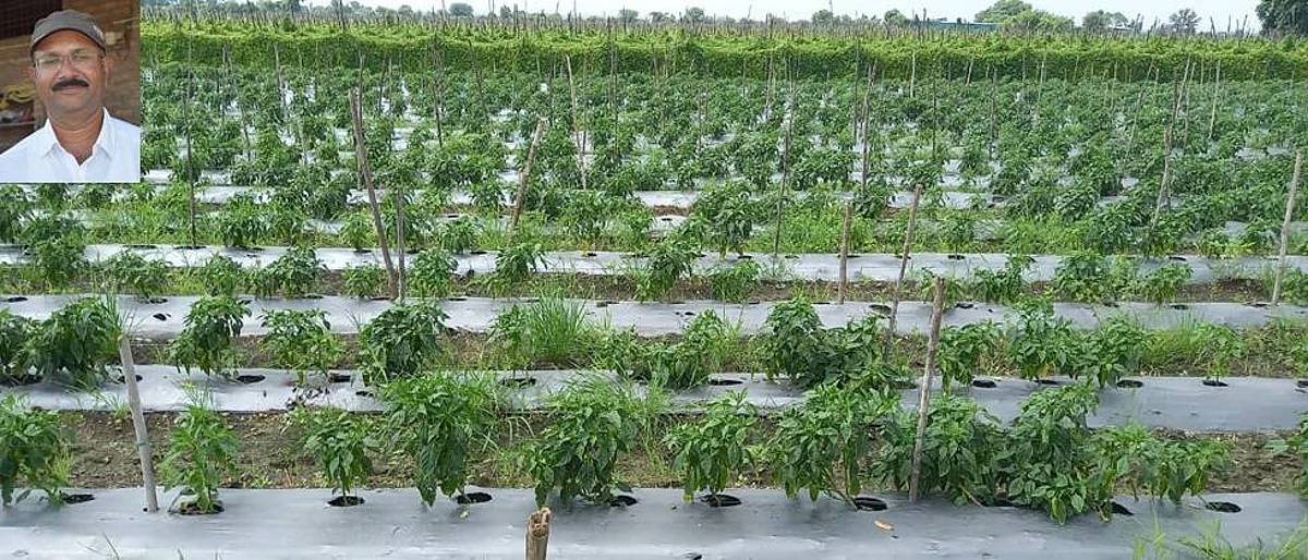 Vinayak Gedekar taking chili production on poly mulching