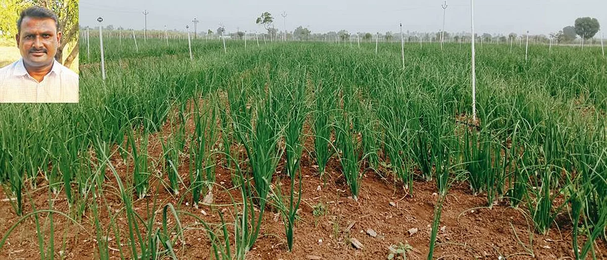 Use of sprinkler irrigation in onion crop.