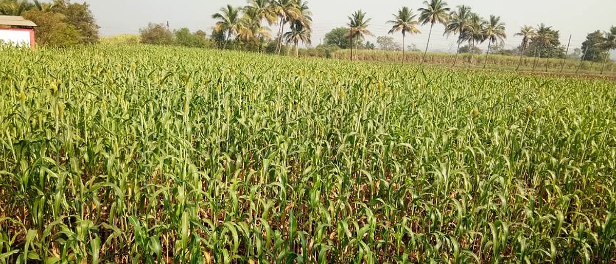 Rabbi Crop Management