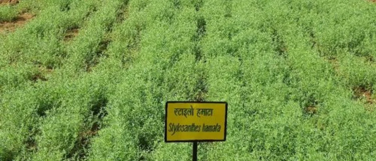 Cultivation practices of stylo grass