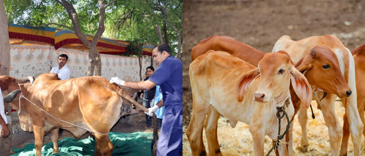 जनावरांच्या वंध्यत्वास कारणीभूत घटक