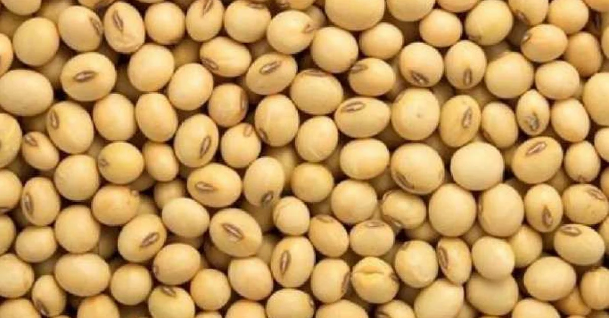 soybean market