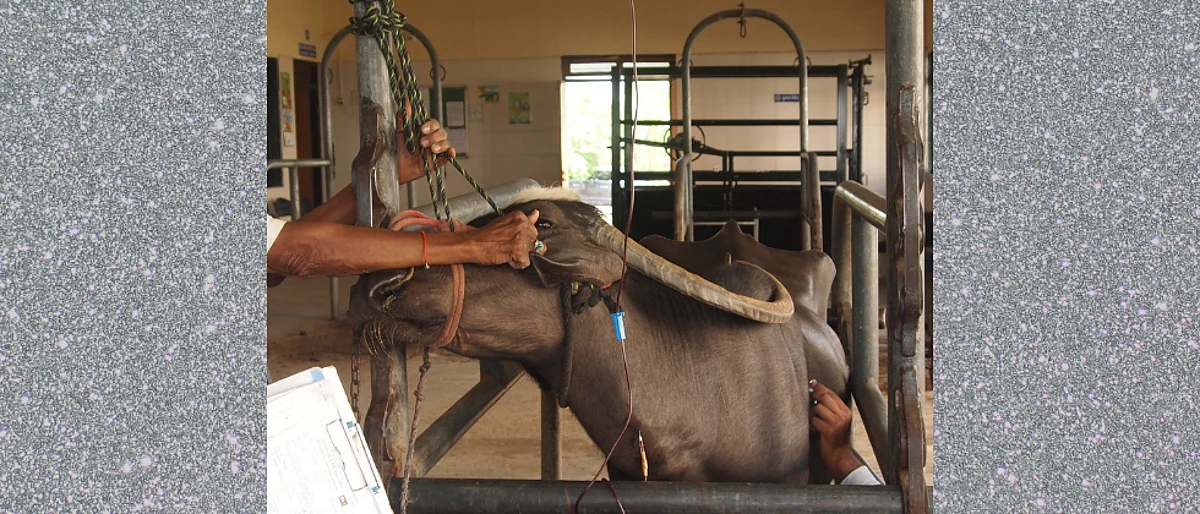 Phosphorus Deficiency in Buffalo