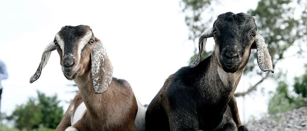 Vaccination In Sheep and Goat